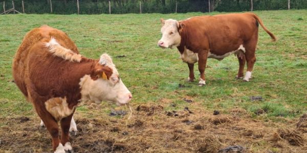 🐄 Ça y est, tous les animaux sont rentrés bien au chaud pour l’hiver à la Ferme du Parc ! ❄️