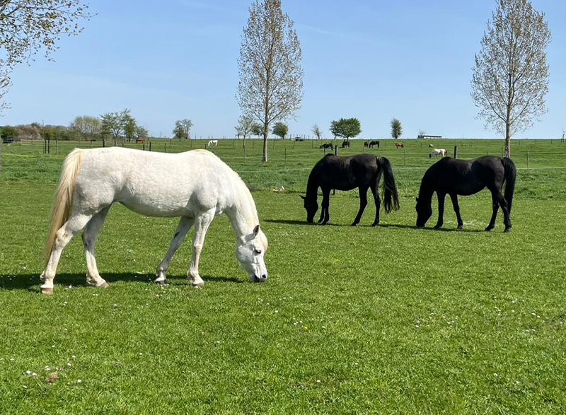 Stage à la ferme, anniversaires, plaines de vacances, visites familiales , la Ferme du Parc à seulement 15 minutes de Mons, Ath et Soignies