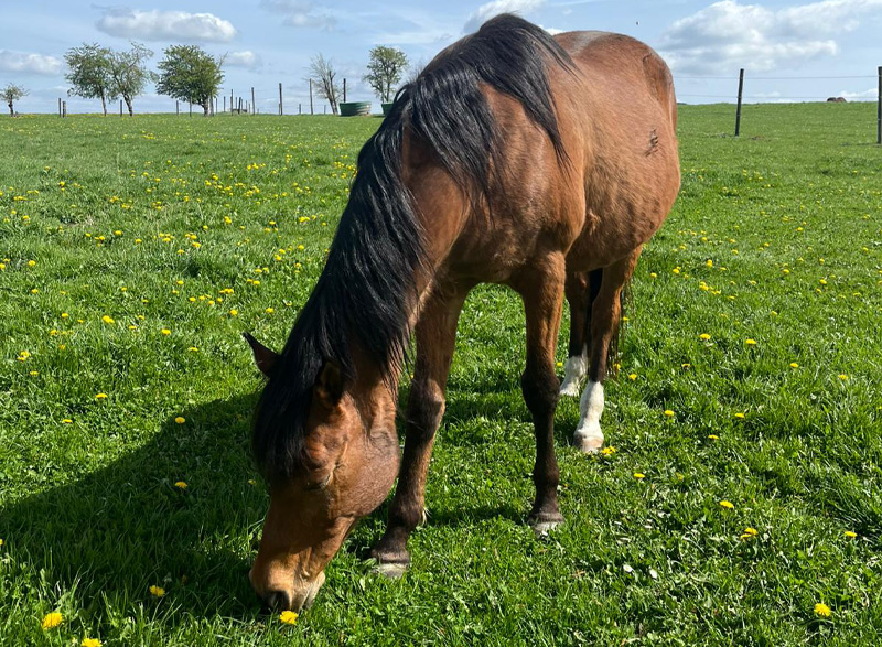 Stage à la ferme, anniversaires, plaines de vacances, visites familiales , la Ferme du Parc à seulement 15 minutes de Mons, Ath et Soignies